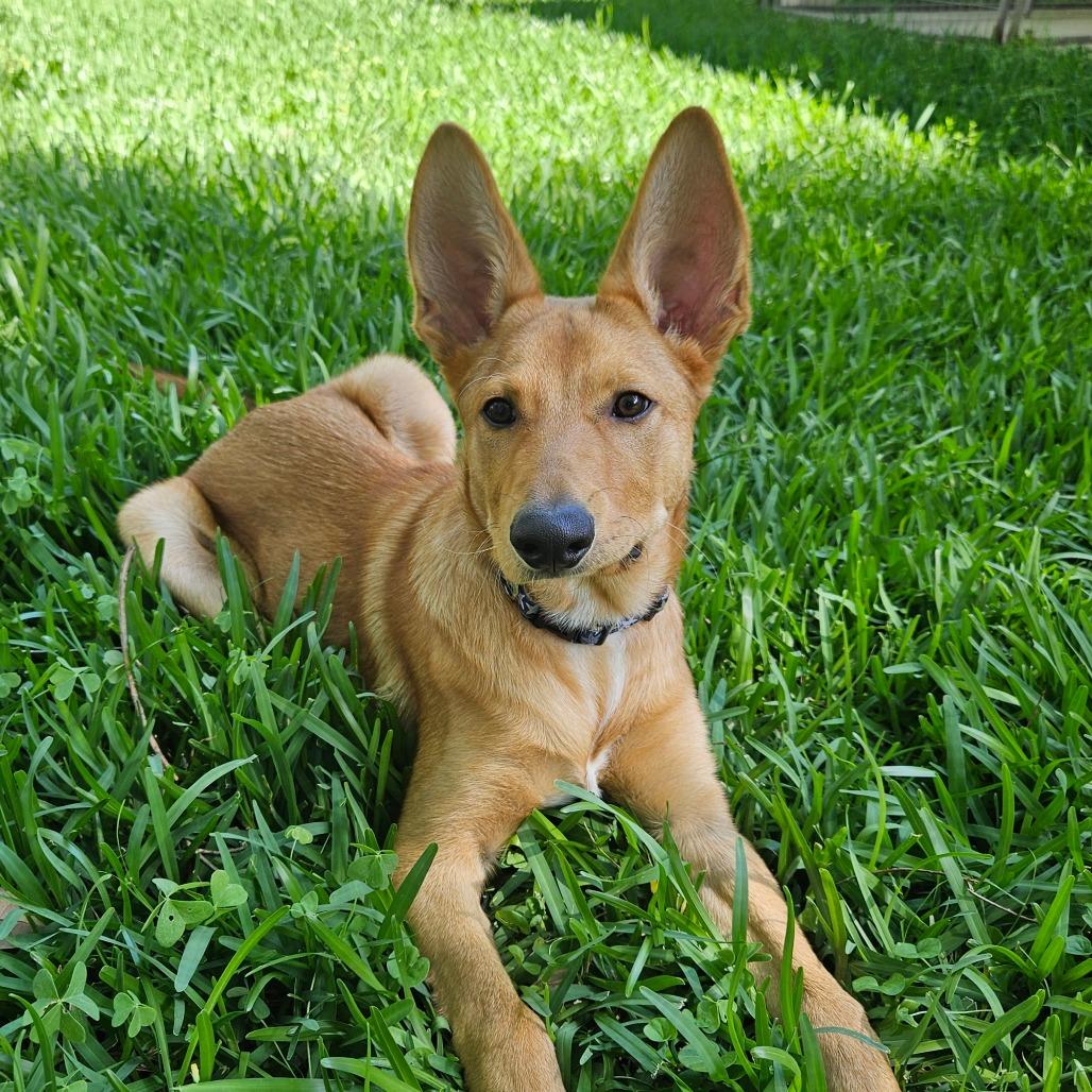 Enlarge Suede/Finn, a Adoptable mixed breed in Houston, TX image 1/5