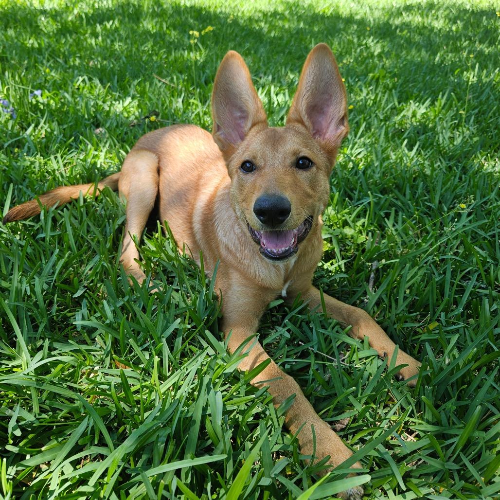 Enlarge Suede/Finn, a Adoptable mixed breed in Houston, TX image 2/5