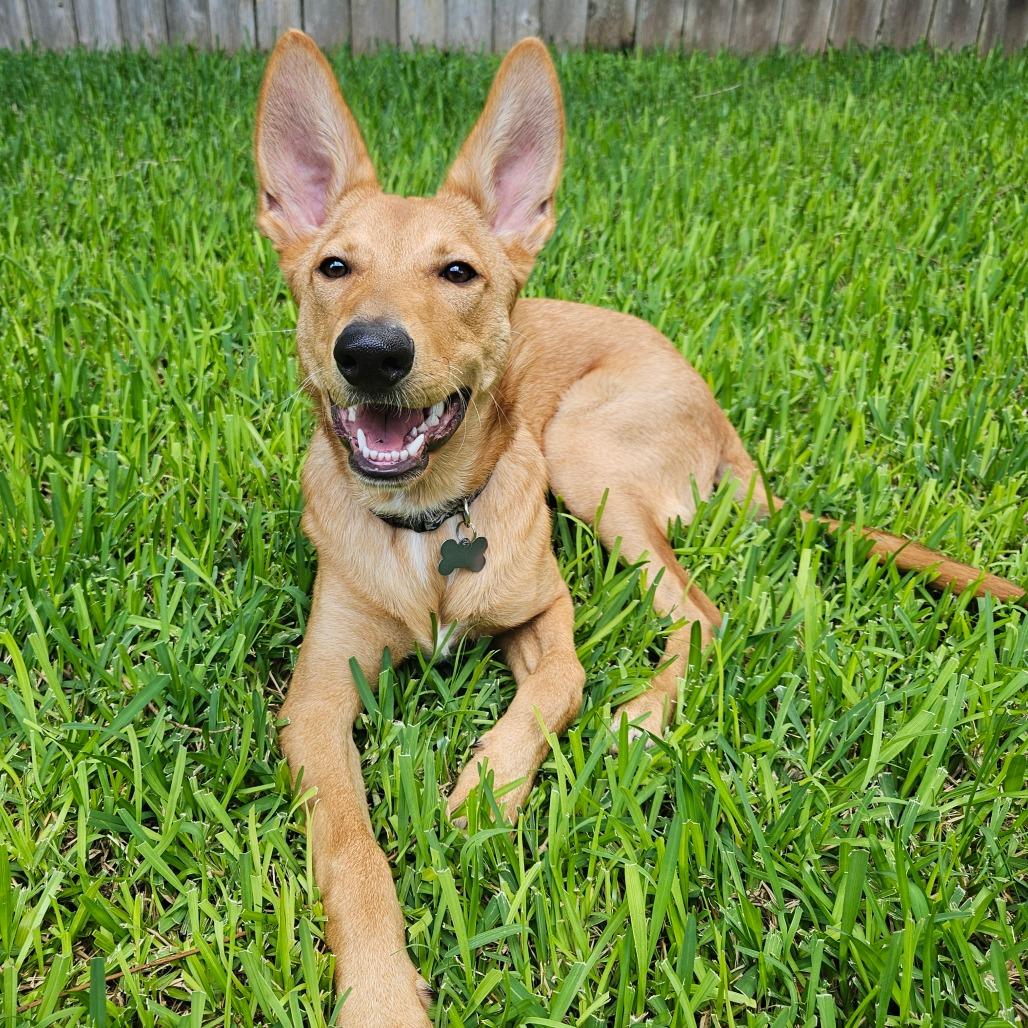 Suede/Finn, Adoptable, Young Male German Shepherd Dog & Husky.