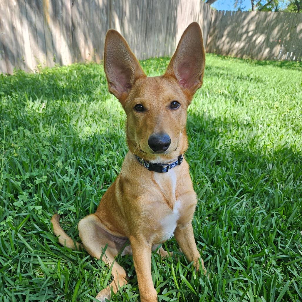 Enlarge Suede/Finn, a Adoptable mixed breed in Houston, TX image 3/5