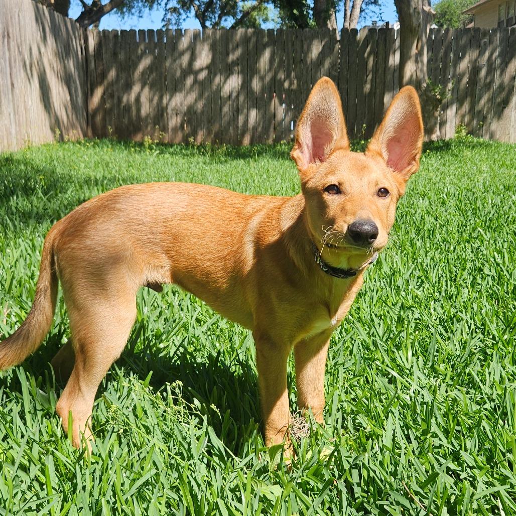 Enlarge Suede/Finn, a Adoptable mixed breed in Houston, TX image 4/5