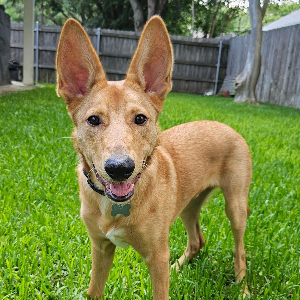 Suede/Finn, a Adoptable mixed breed in Houston, TX image 2/4
