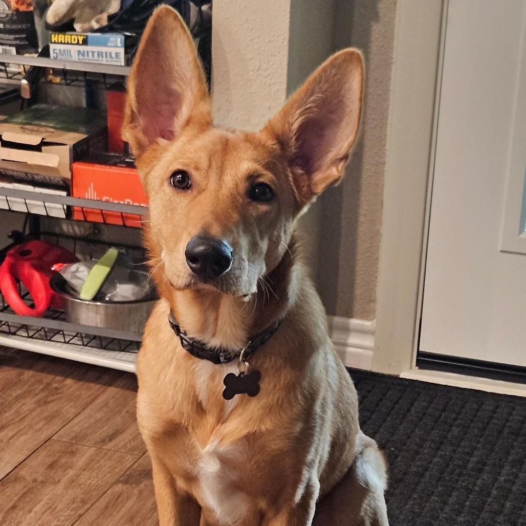 Suede/Finn, a Adoptable mixed breed in Houston, TX image 3/4