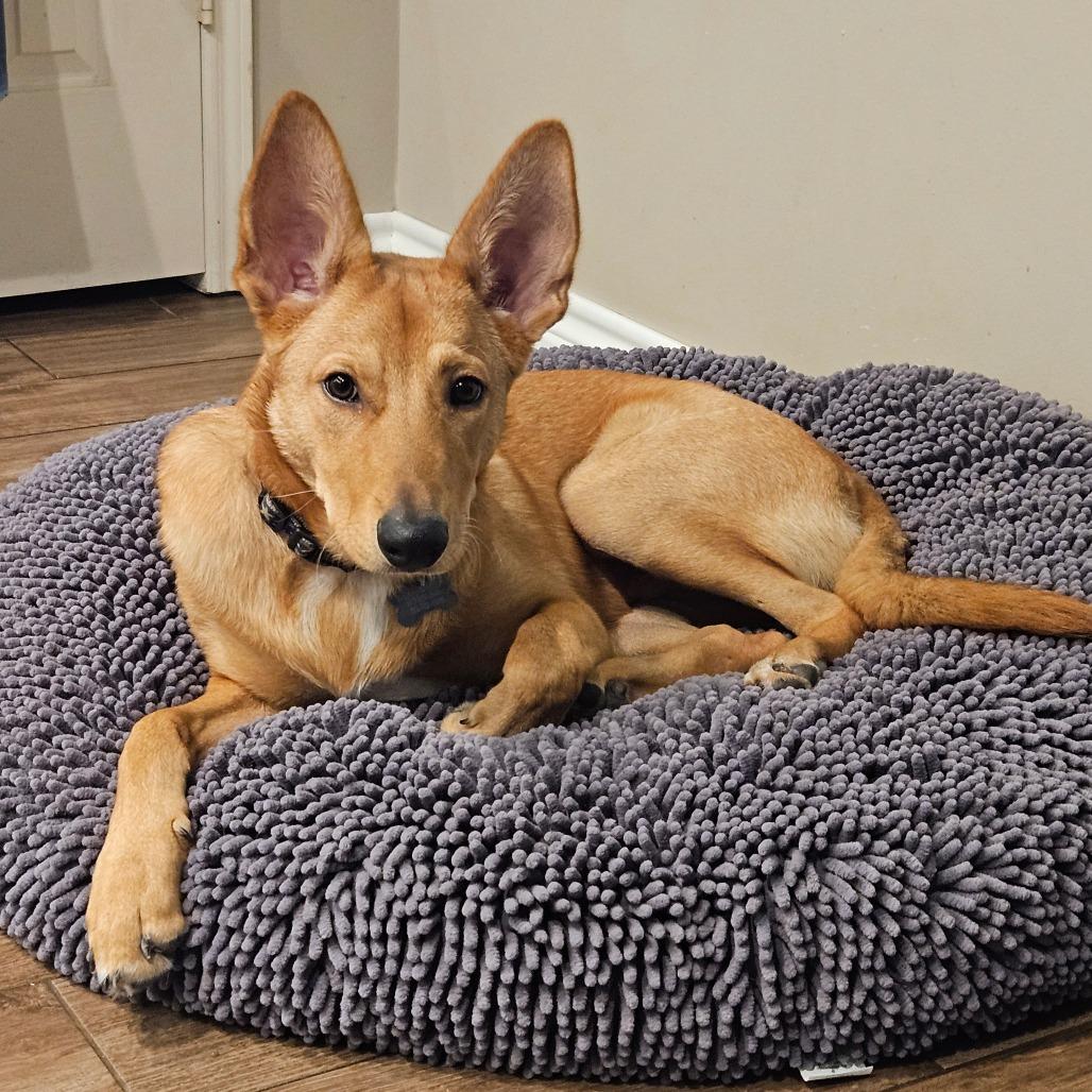 Suede/Finn, a Adoptable mixed breed in Houston, TX image 4/4