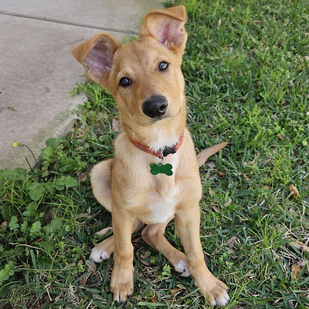 Enlarge Suede/Finn, a Adoptable mixed breed in Houston, TX image 5/5