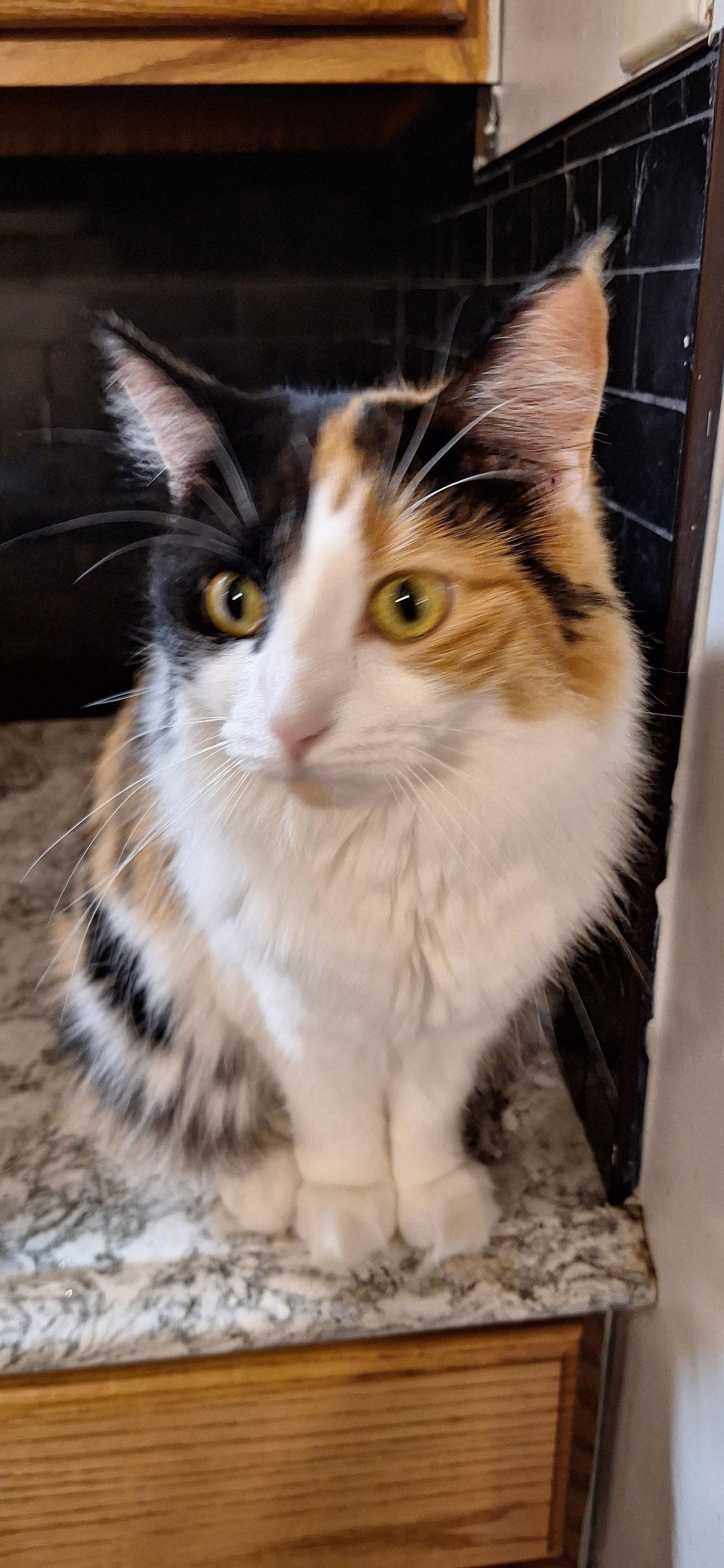 Enlarge PRECIOUS, a Adoptable Domestic Long Hair in Northfield, OH image 1/3