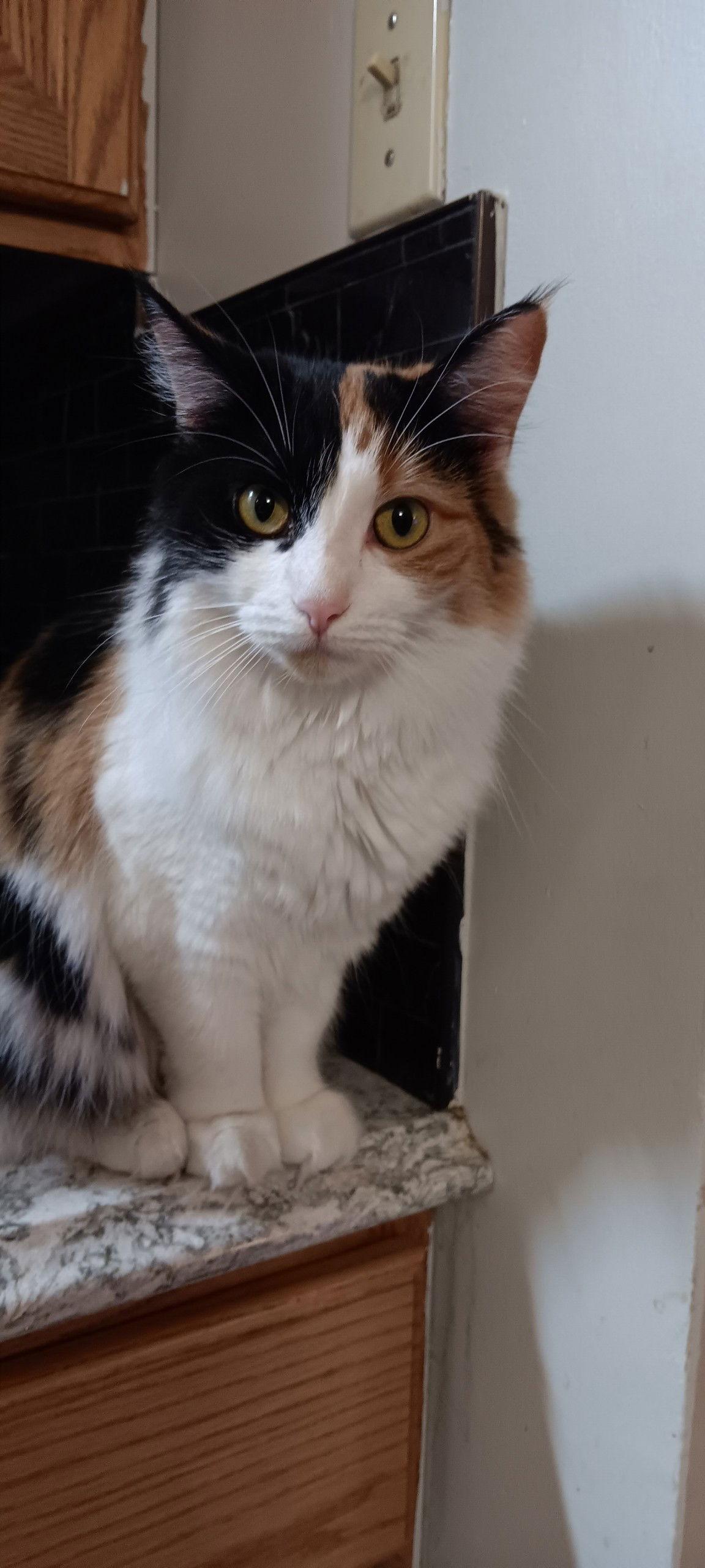 PRECIOUS, Adoptable, Adult Female Domestic Long Hair.