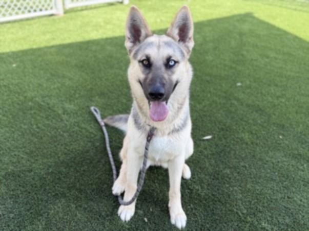 CUPCAKES, Adoptable, Young Female German Shepherd Dog.