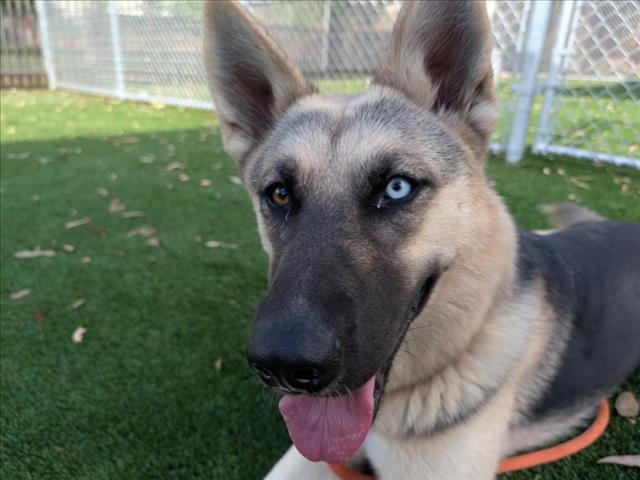 CUPCAKES, Adoptable, Young Female German Shepherd Dog.
