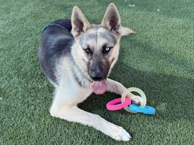 CUPCAKES, Adoptable, Young Female German Shepherd Dog.