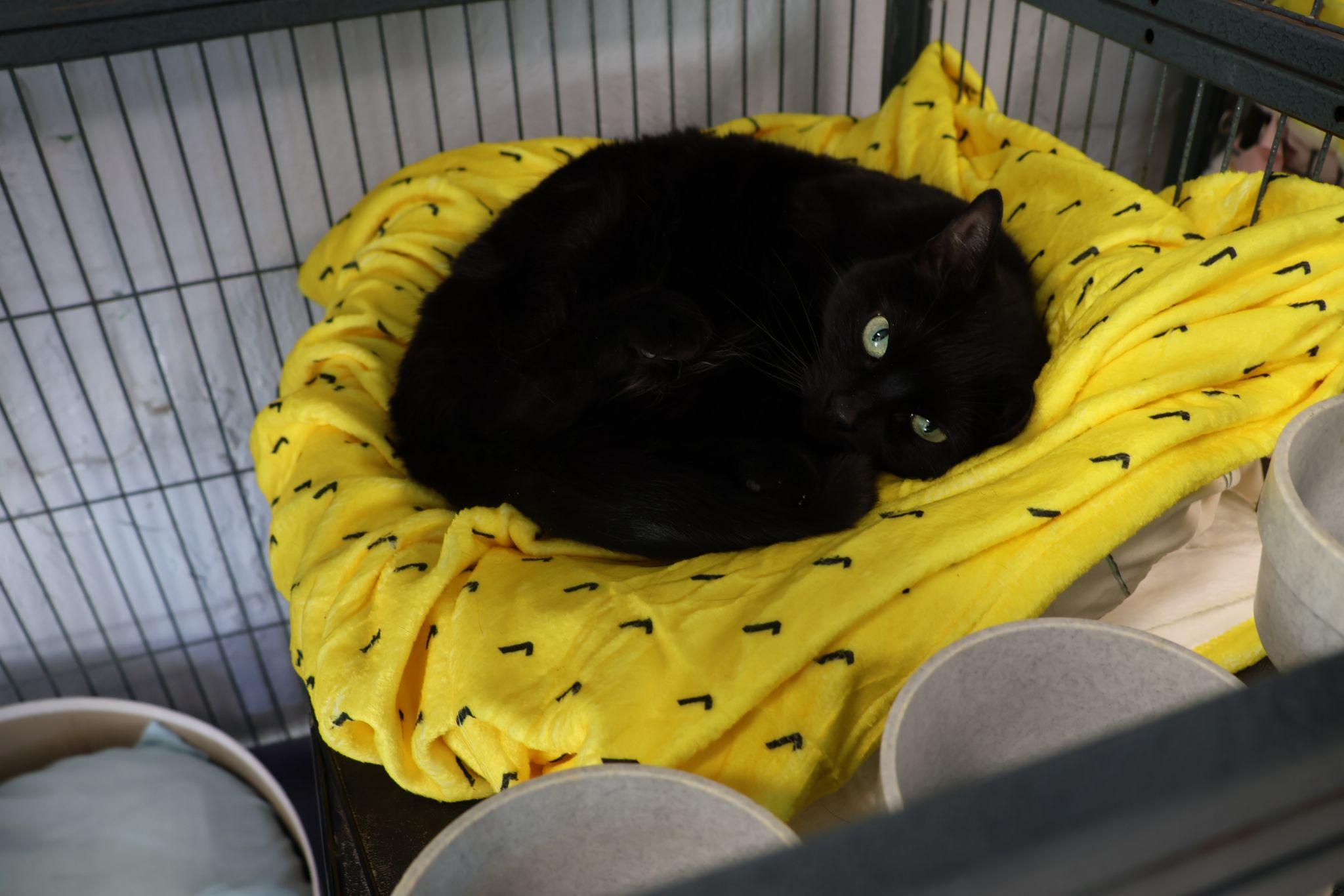 Beauty, a Adoptable Domestic Short Hair in Freeport, NY image 6/6