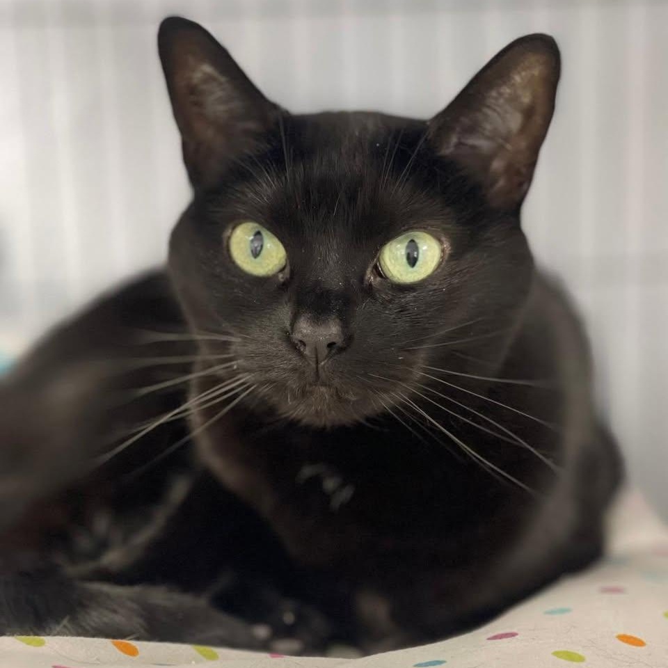 Beauty, a Adoptable Domestic Short Hair in Freeport, NY image 1/6