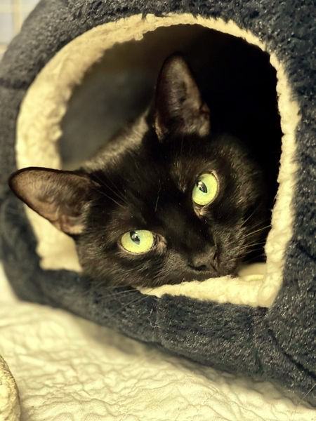 Beauty, a Adoptable Domestic Short Hair in Freeport, NY image 4/6
