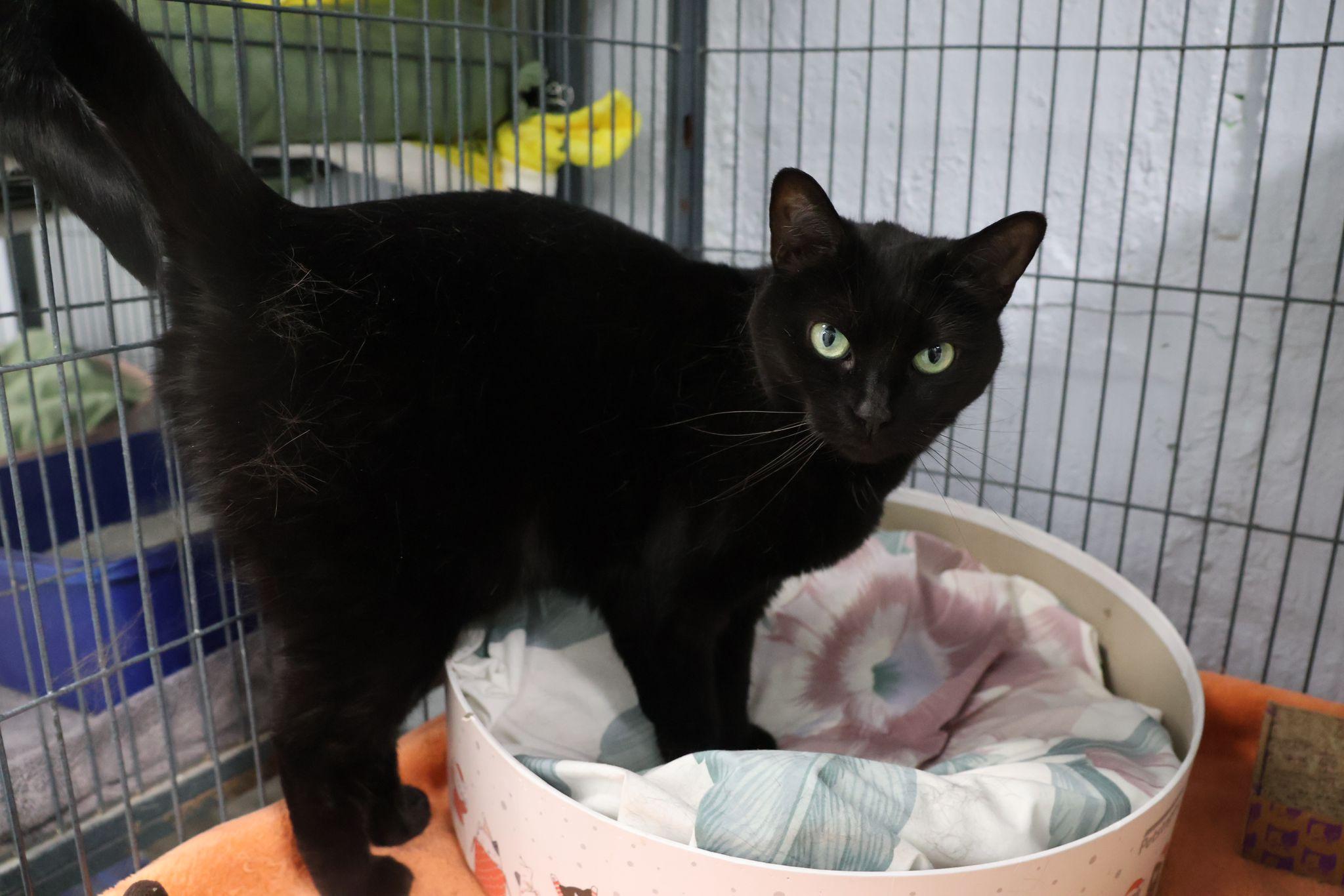 Beauty, a Adoptable Domestic Short Hair in Freeport, NY image 5/6