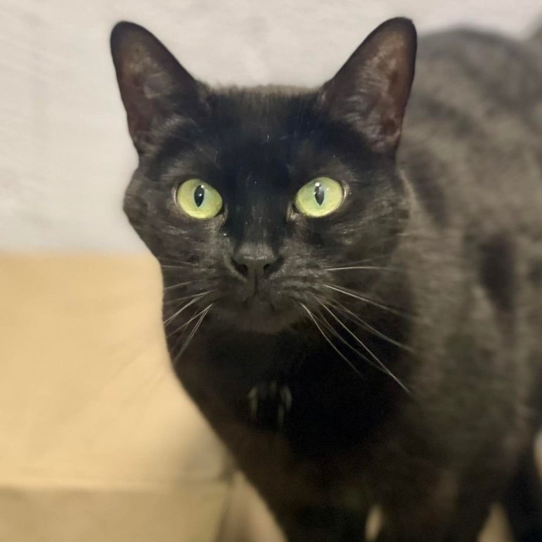 Beauty, a Adoptable Domestic Short Hair in Freeport, NY image 3/6