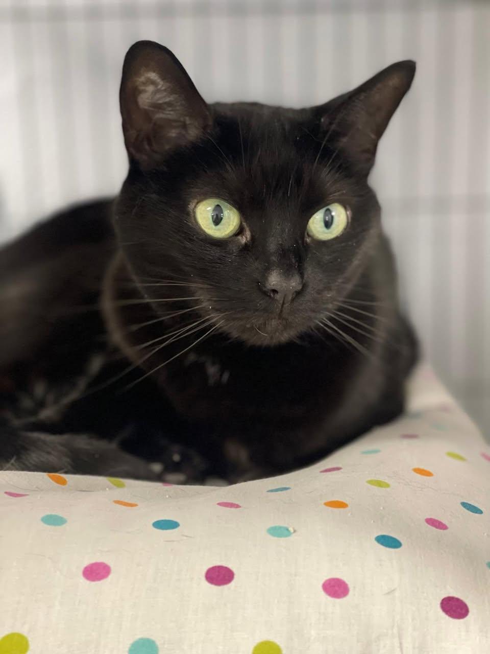 Beauty, Adoptable, Young Female Domestic Short Hair.