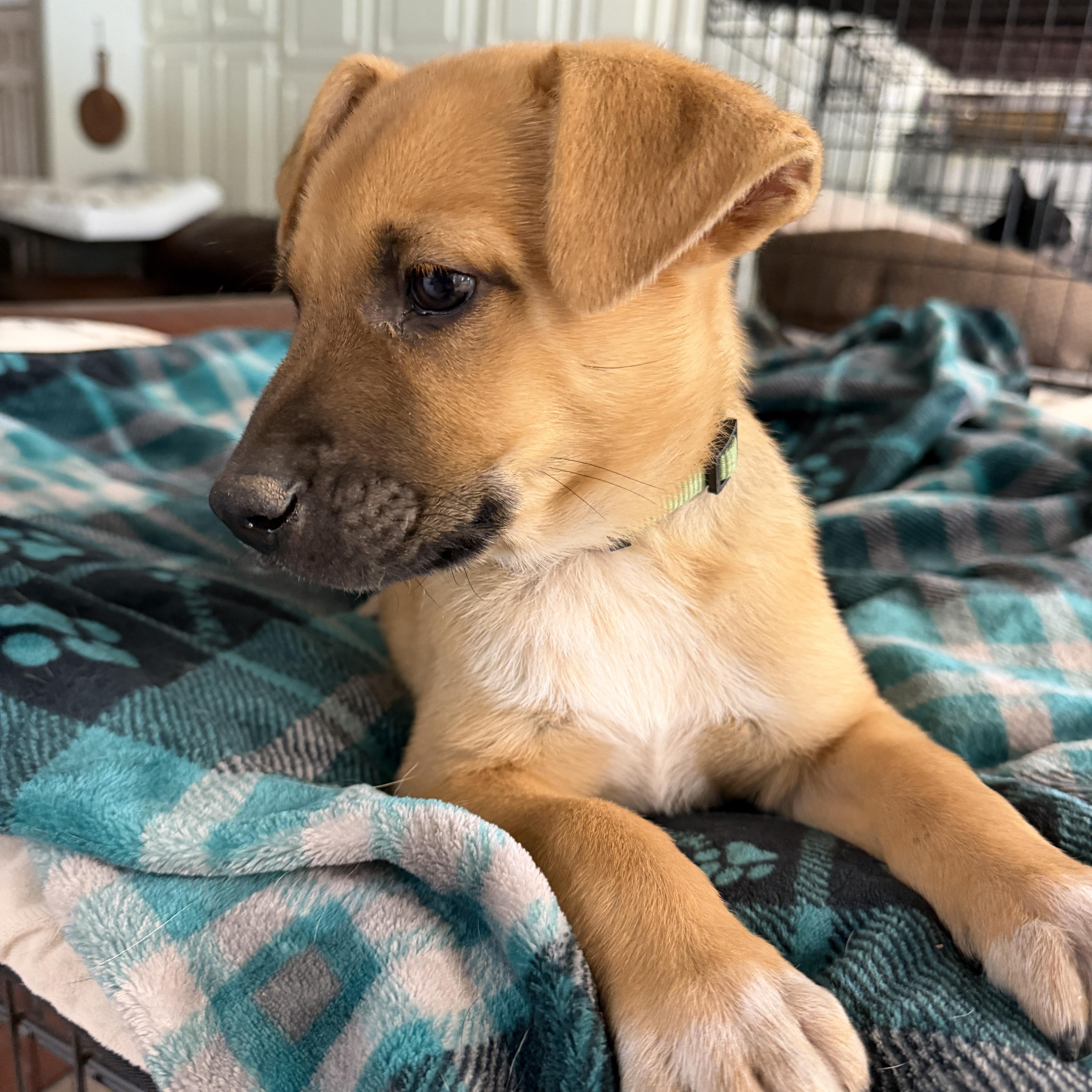 Ernie, ADOPTABLE, Puppy Male Black Mouth Cur & Labrador Retriever.
