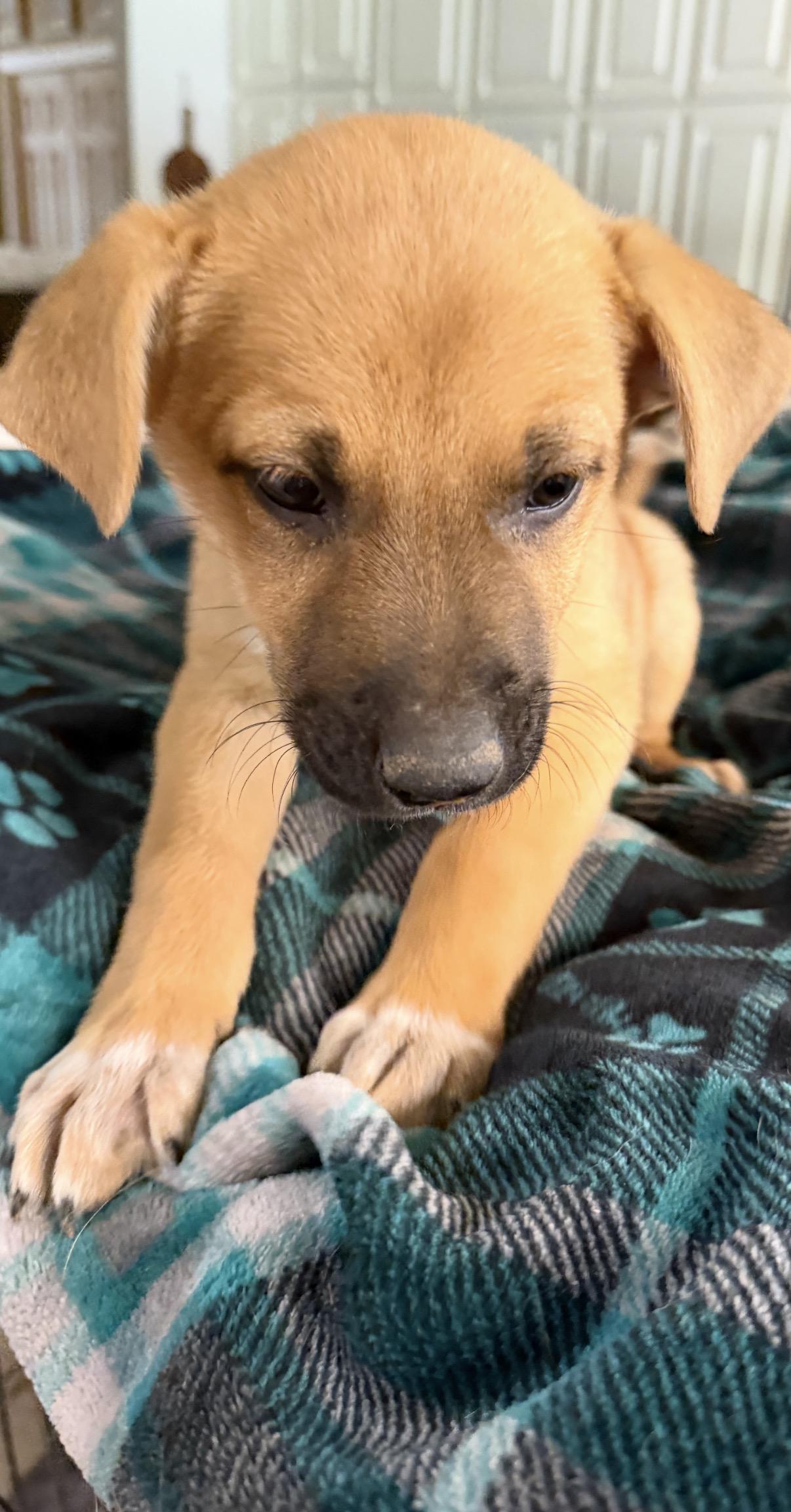 Enlarge Ernie, a ADOPTABLE mixed breed in Gilbert, AZ image 4/4
