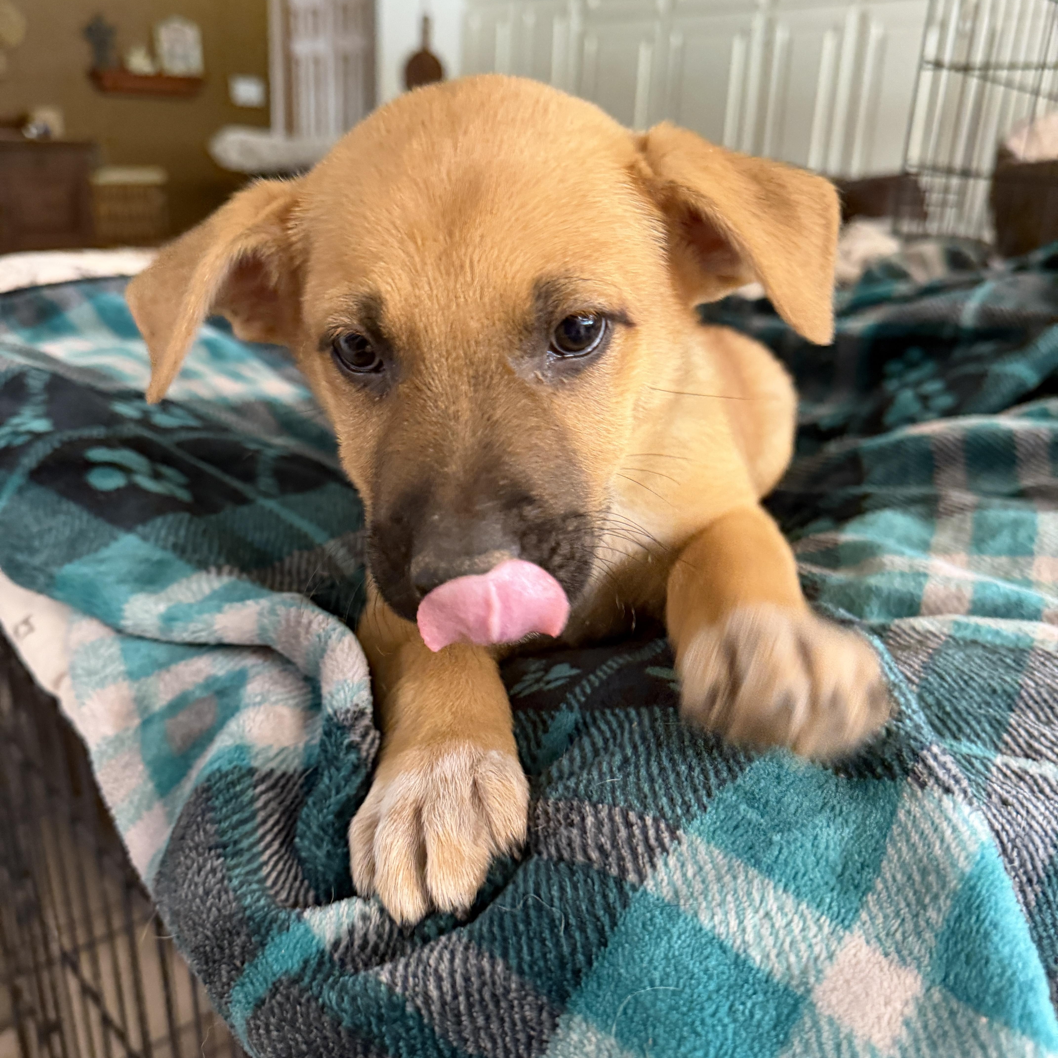Enlarge Ernie, a ADOPTABLE mixed breed in Gilbert, AZ image 3/4
