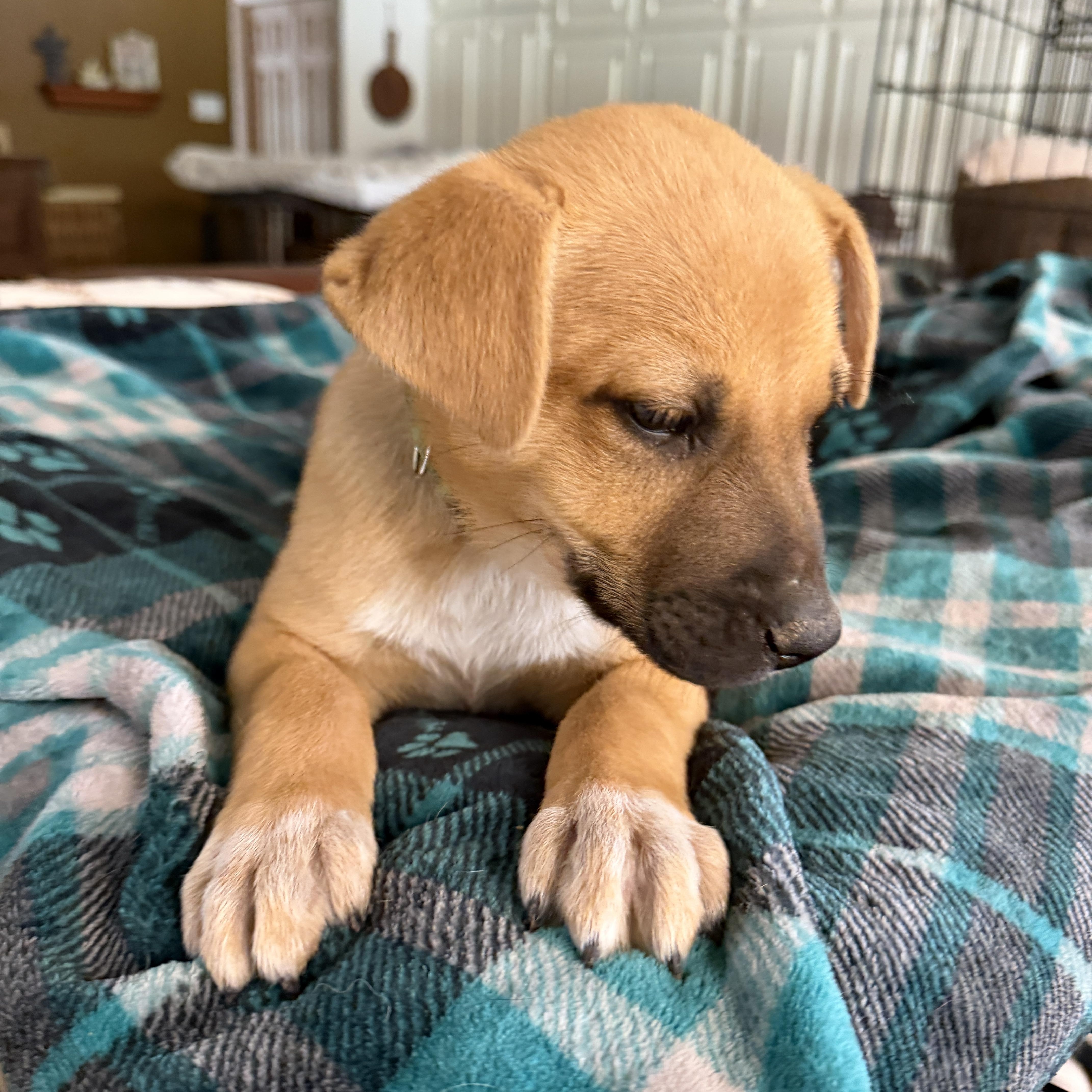 Enlarge Ernie, a ADOPTABLE mixed breed in Gilbert, AZ image 2/4