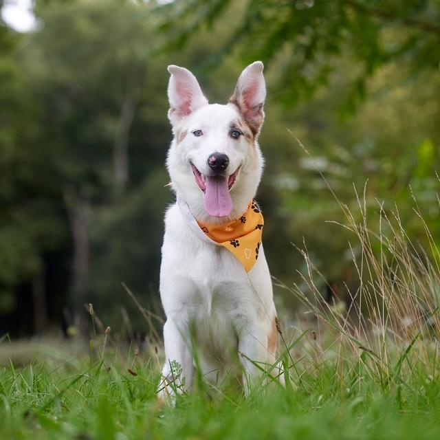 Lunar, Adoptable, Young Male Australian Shepherd.