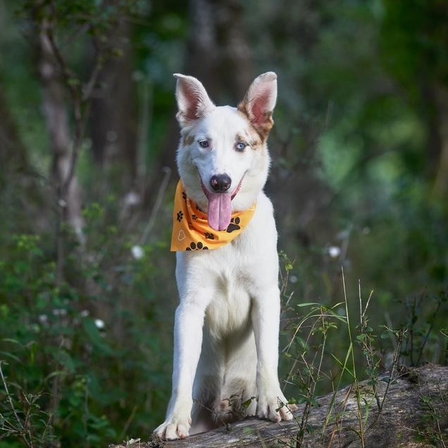 Enlarge Lunar, a Adoptable mixed breed in Chicago, IL image 5/6