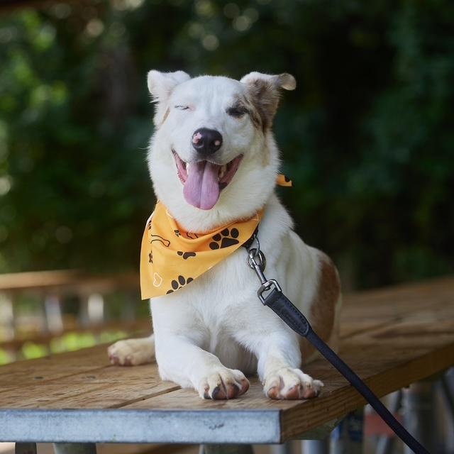 Enlarge Lunar, a Adoptable mixed breed in Chicago, IL image 3/6