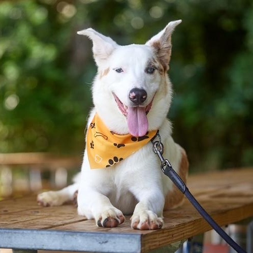 Enlarge Lunar, a Adoptable mixed breed in Chicago, IL image 6/6