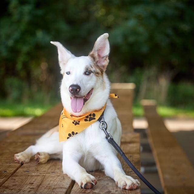 Enlarge Lunar, a Adoptable mixed breed in Chicago, IL image 4/6