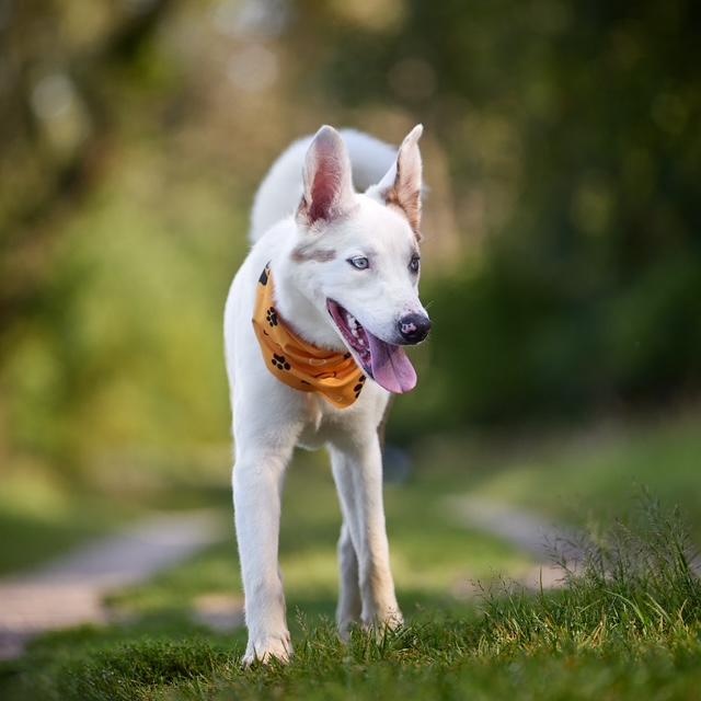 Enlarge Lunar, a Adoptable mixed breed in Chicago, IL image 2/6