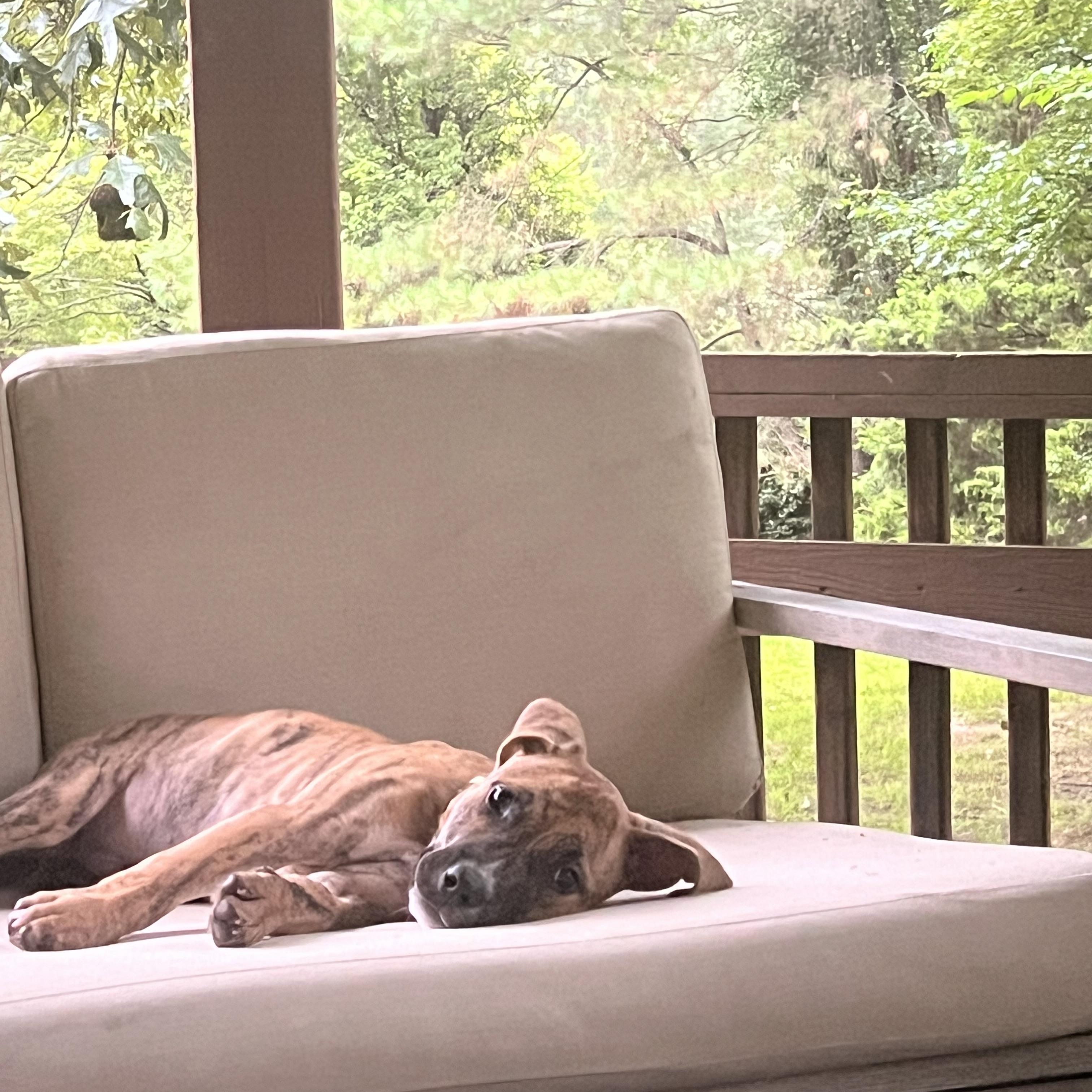 Enlarge Conor, a Adoptable mixed breed in Raleigh, NC image 2/5