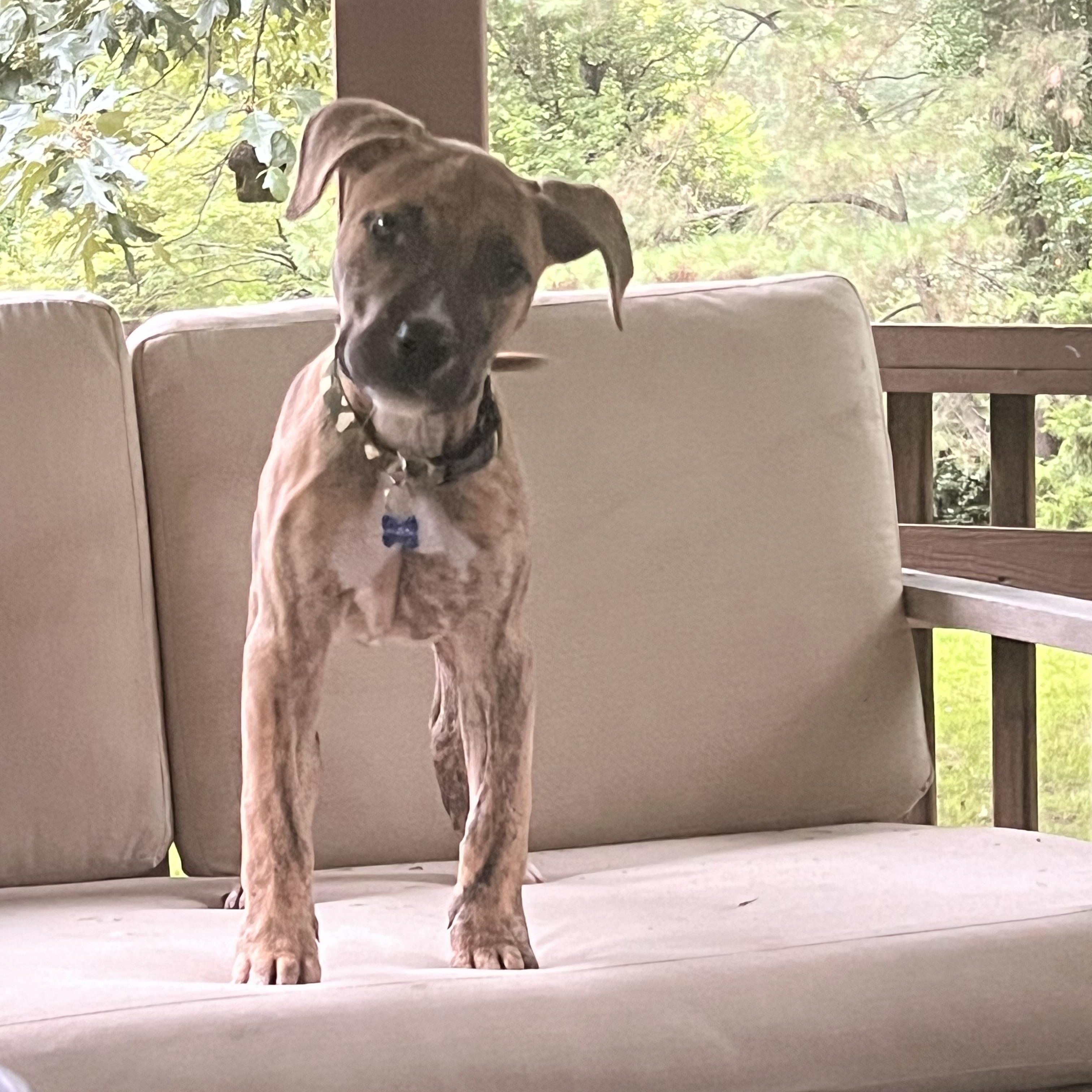 Enlarge Conor, a Adoptable mixed breed in Raleigh, NC image 4/5