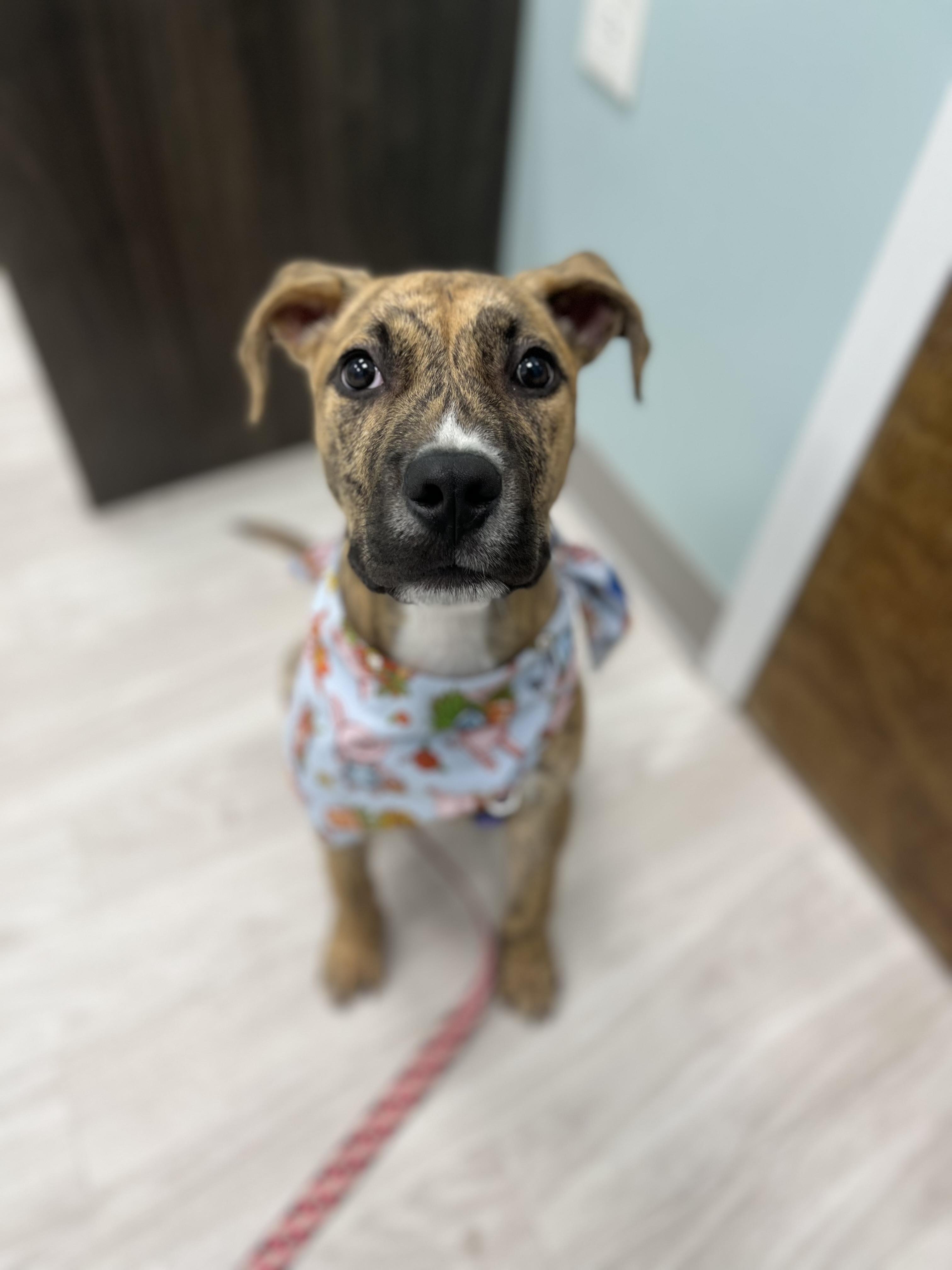 Enlarge Conor, a Adoptable mixed breed in Raleigh, NC image 1/5