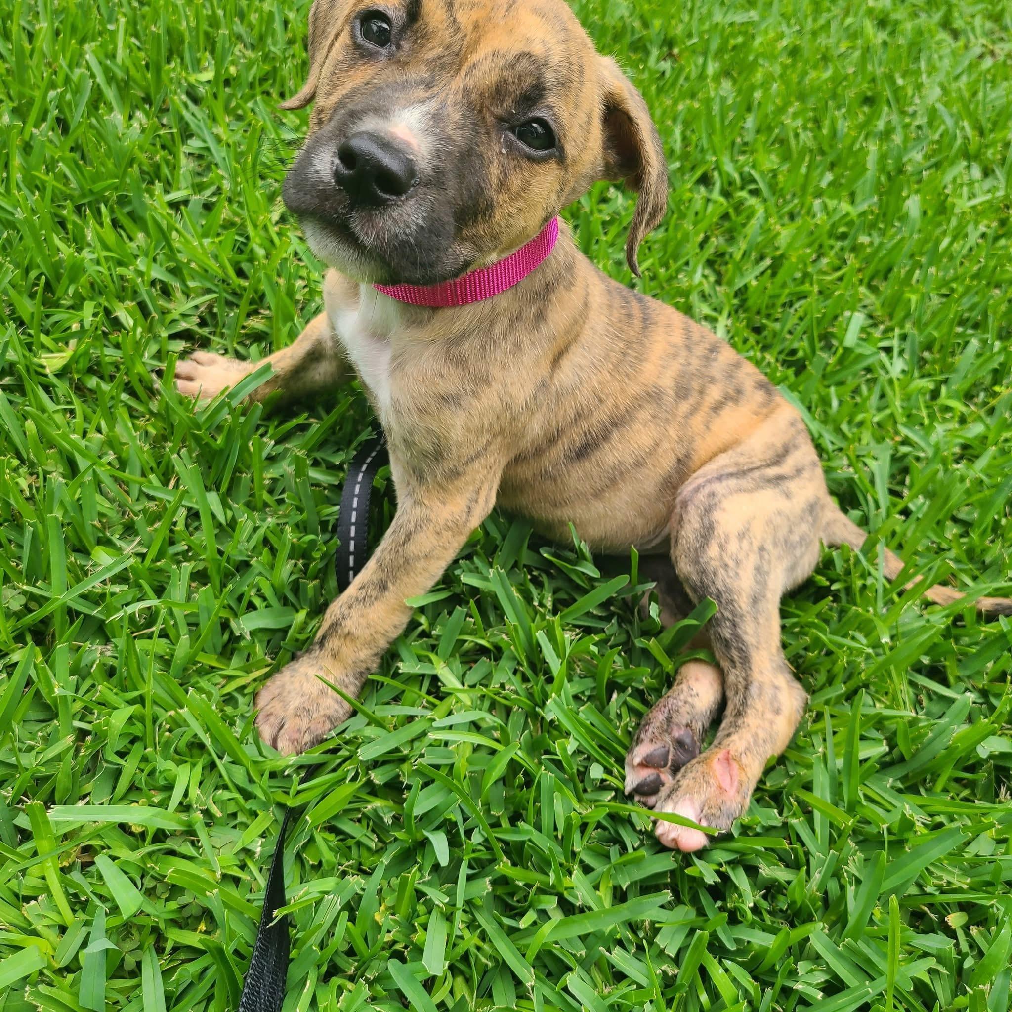 Enlarge Conor, a Adoptable mixed breed in Raleigh, NC image 3/5