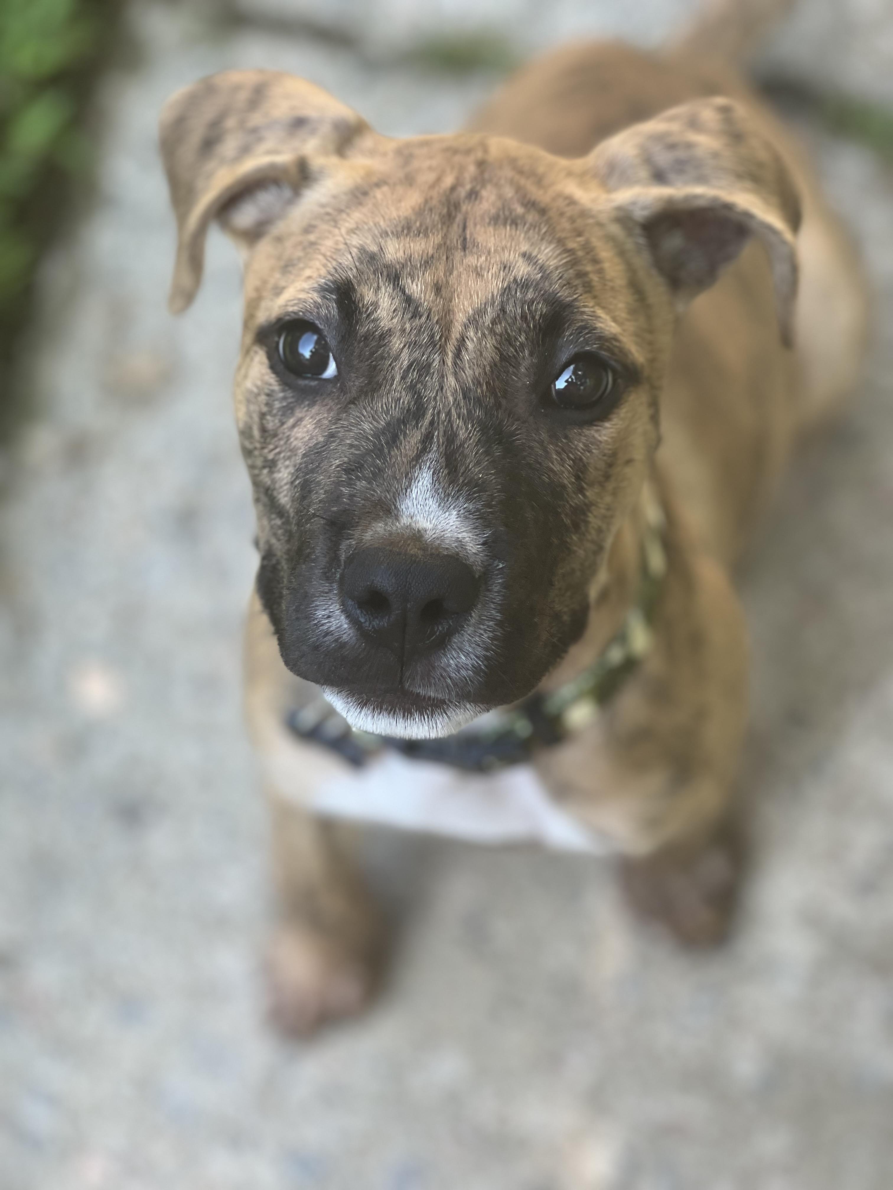 Enlarge Conor, a Adoptable mixed breed in Raleigh, NC image 5/5