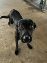 Bubba, ADOPTABLE, Adult Male Black Labrador Retriever.