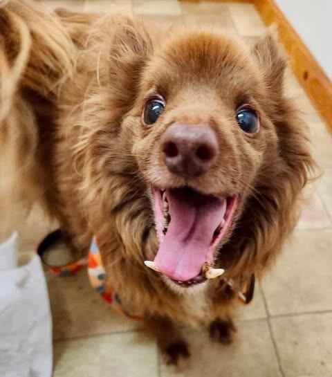 Enlarge Pumba, a Adoptable mixed breed in Georgetown, OH image 1/1