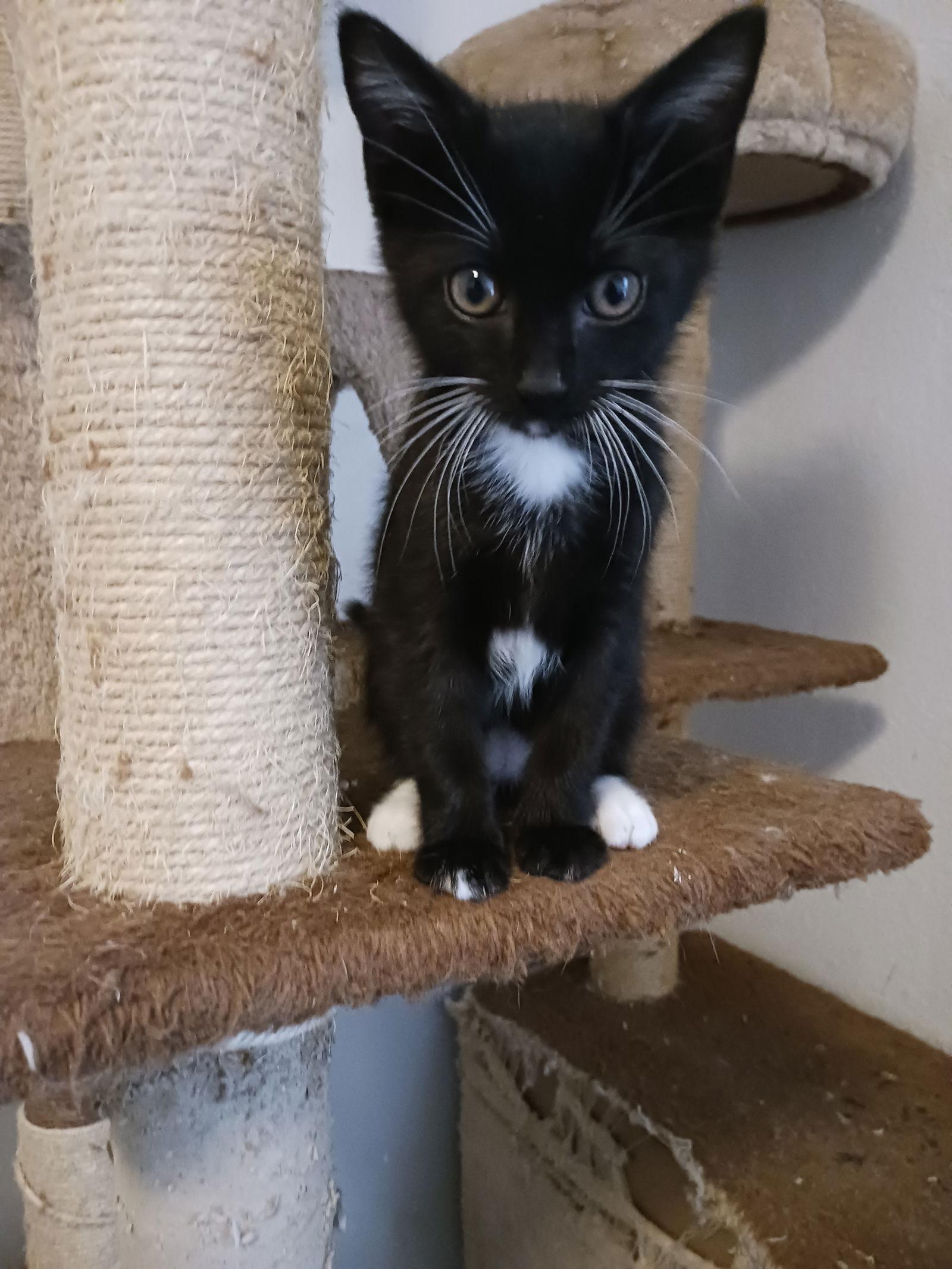 Onyx (9711) Adopted, Adopted, Young Male Domestic Short Hair.