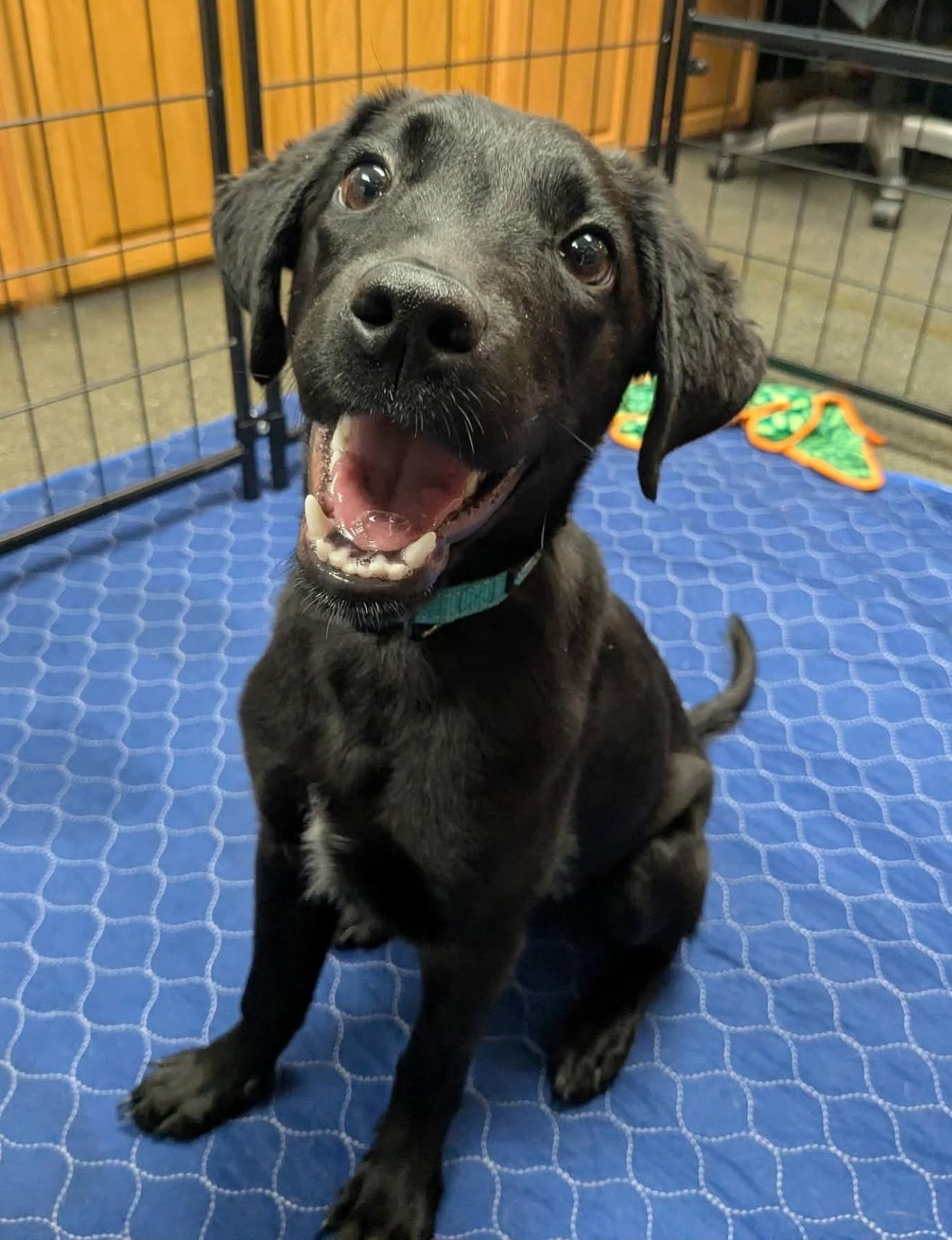 Enlarge Hope, an adopted mixed breed in Lacona, NY image 5/6
