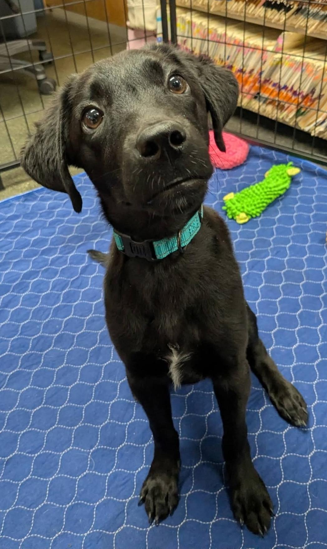 Enlarge Hope, an adopted mixed breed in Lacona, NY image 3/6