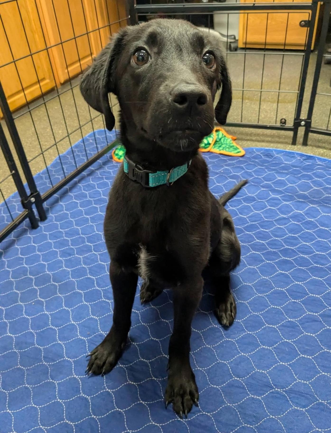 Enlarge Hope, an adopted mixed breed in Lacona, NY image 2/6