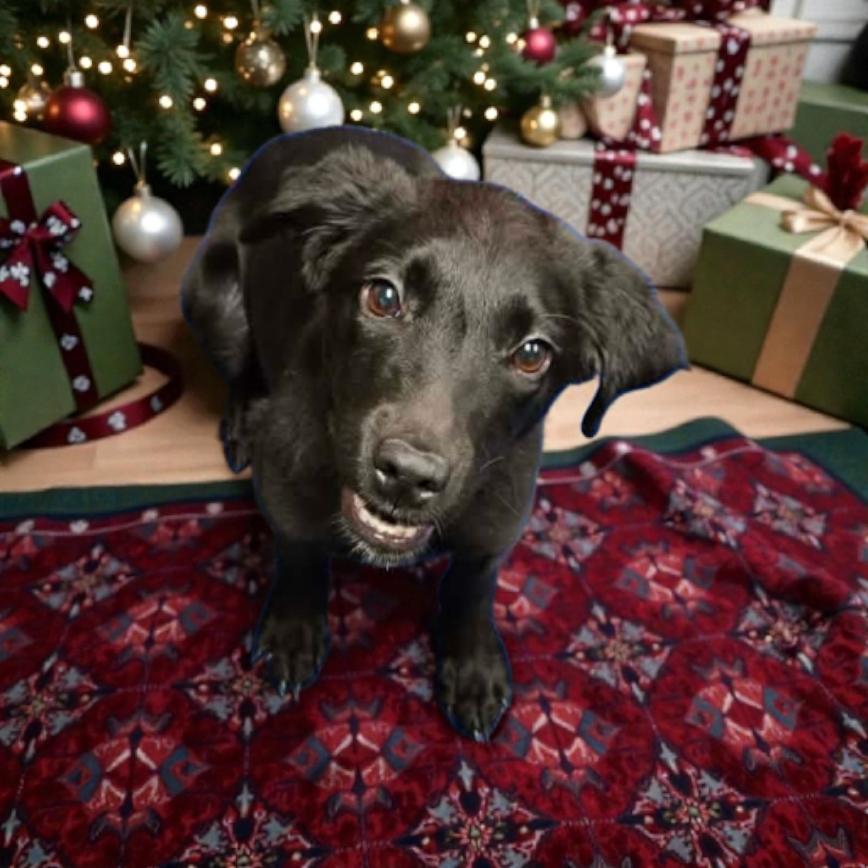 Enlarge Hope, an adopted mixed breed in Lacona, NY image 6/6