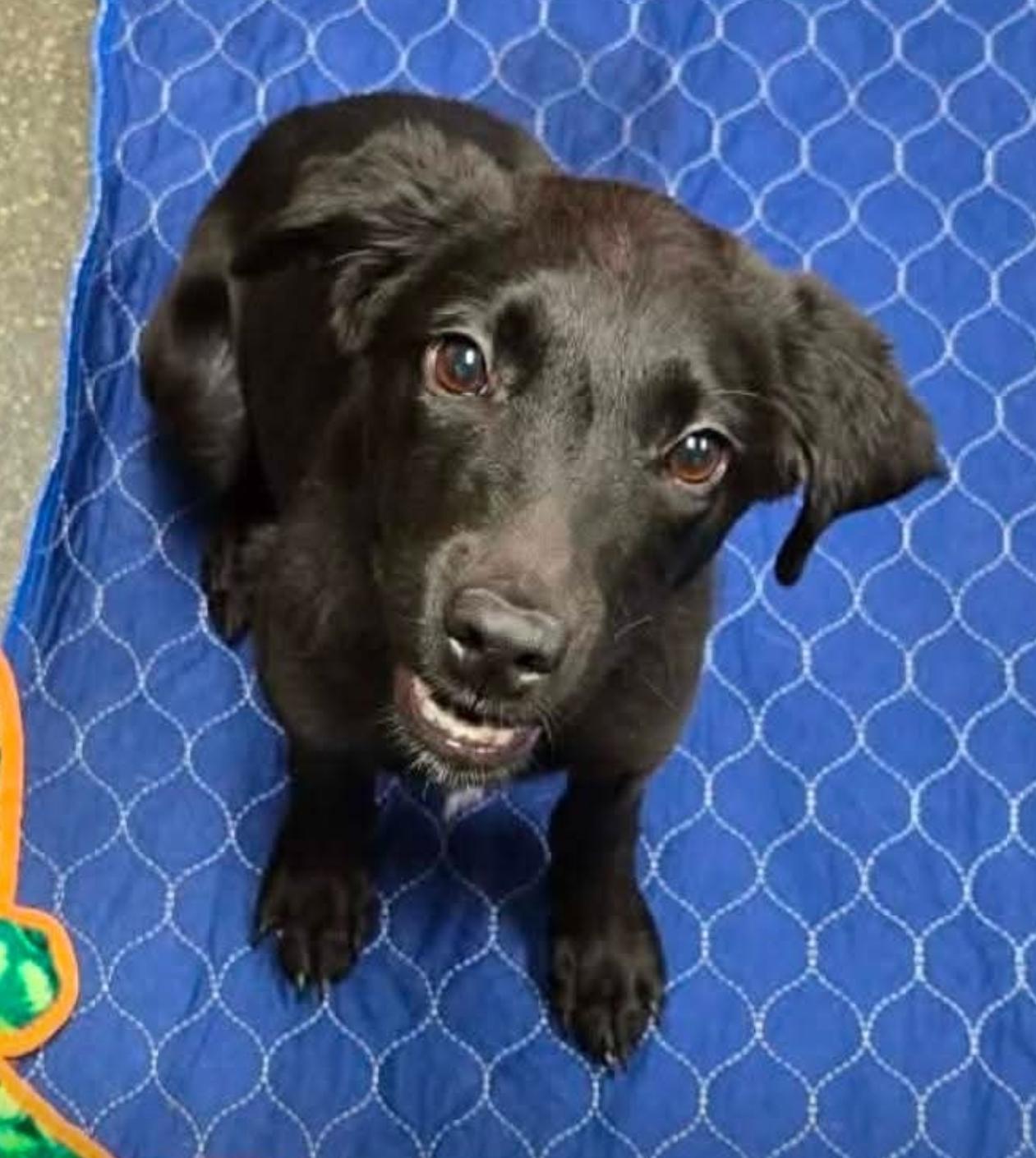 Enlarge Hope, an adopted mixed breed in Lacona, NY image 4/6