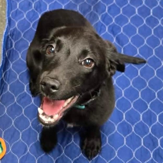 Hope, adopted, Young Female Labrador Retriever.