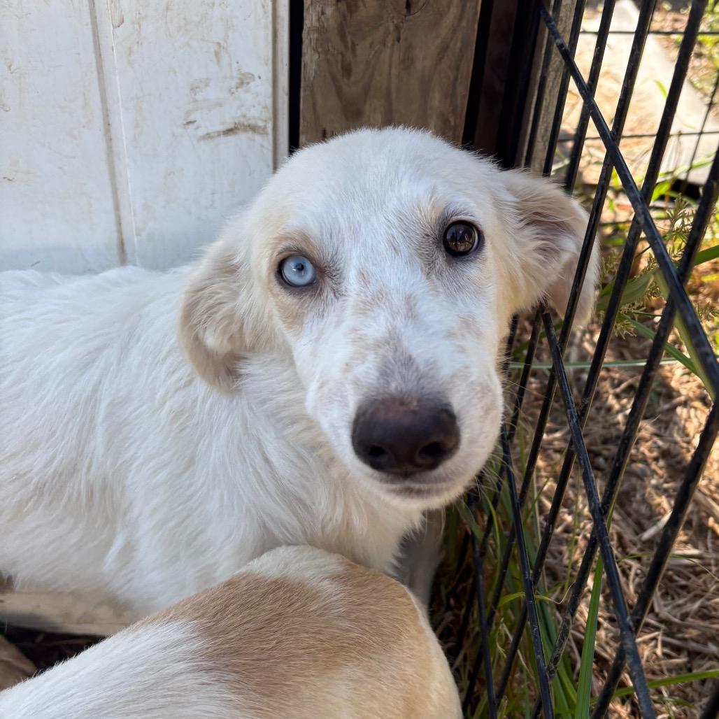 Enlarge Isaac, a Adoptable mixed breed in West Des Moines, IA image 1/6
