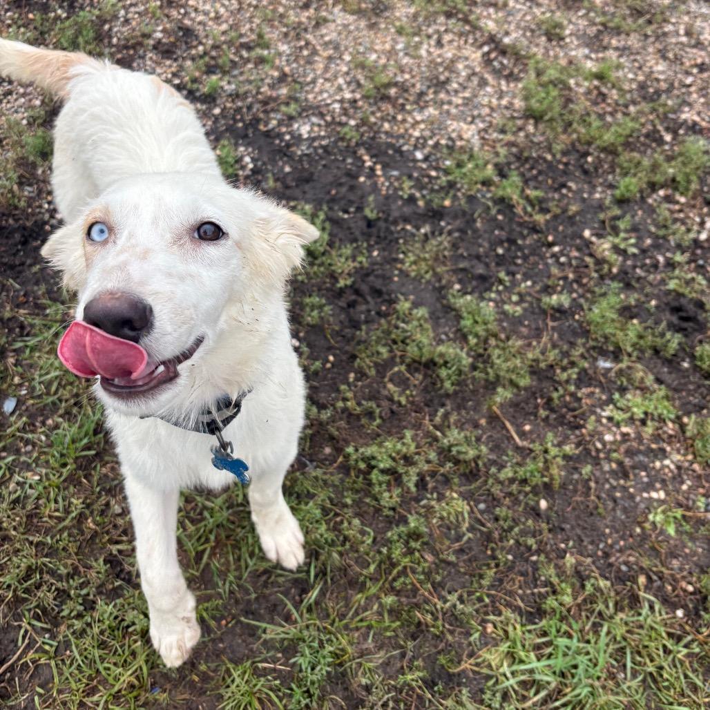 Enlarge Isaac, a Adoptable mixed breed in West Des Moines, IA image 2/6