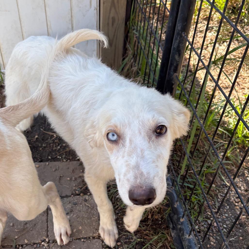 Enlarge Isaac, a Adoptable mixed breed in West Des Moines, IA image 3/6