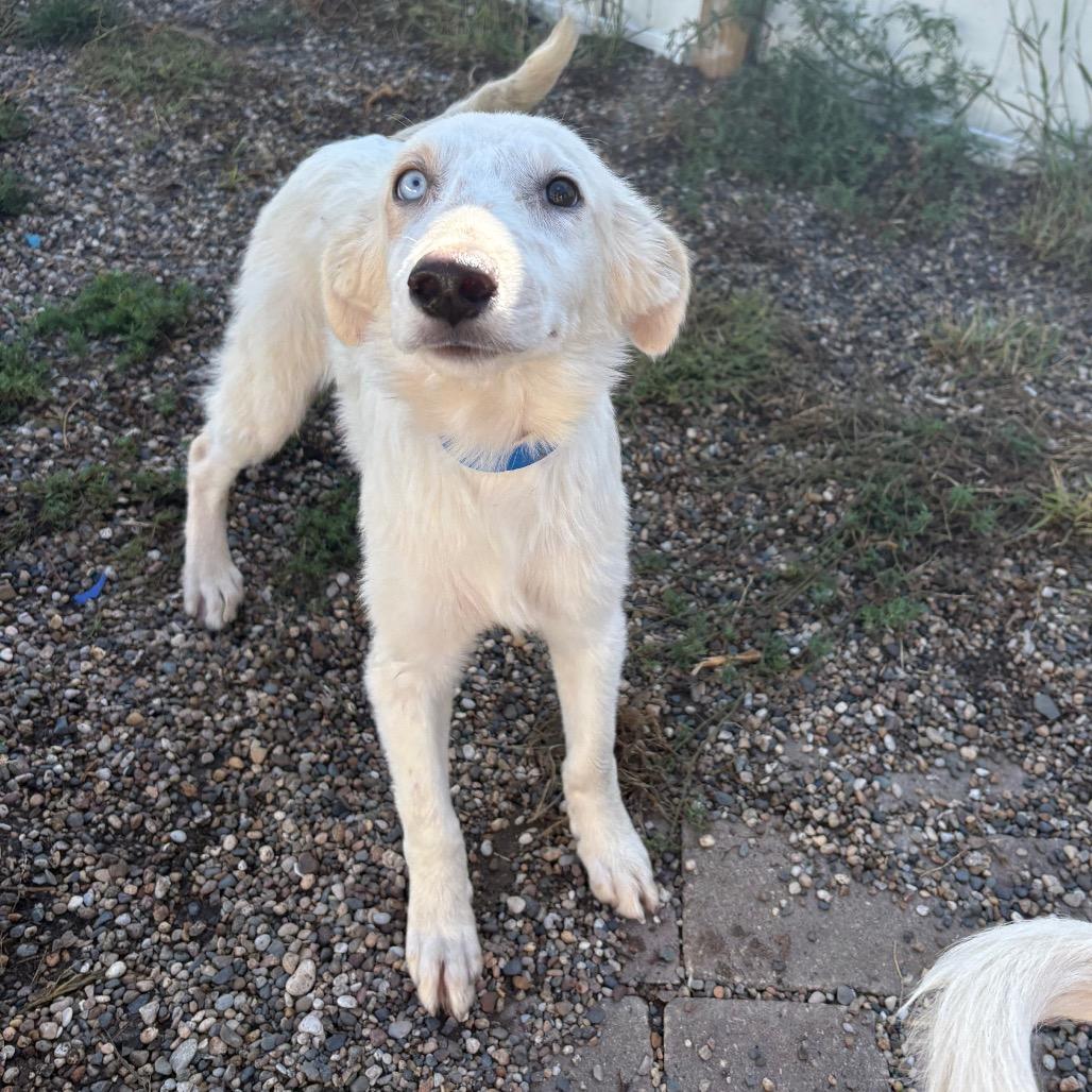 Enlarge Isaac, a Adoptable mixed breed in West Des Moines, IA image 4/6