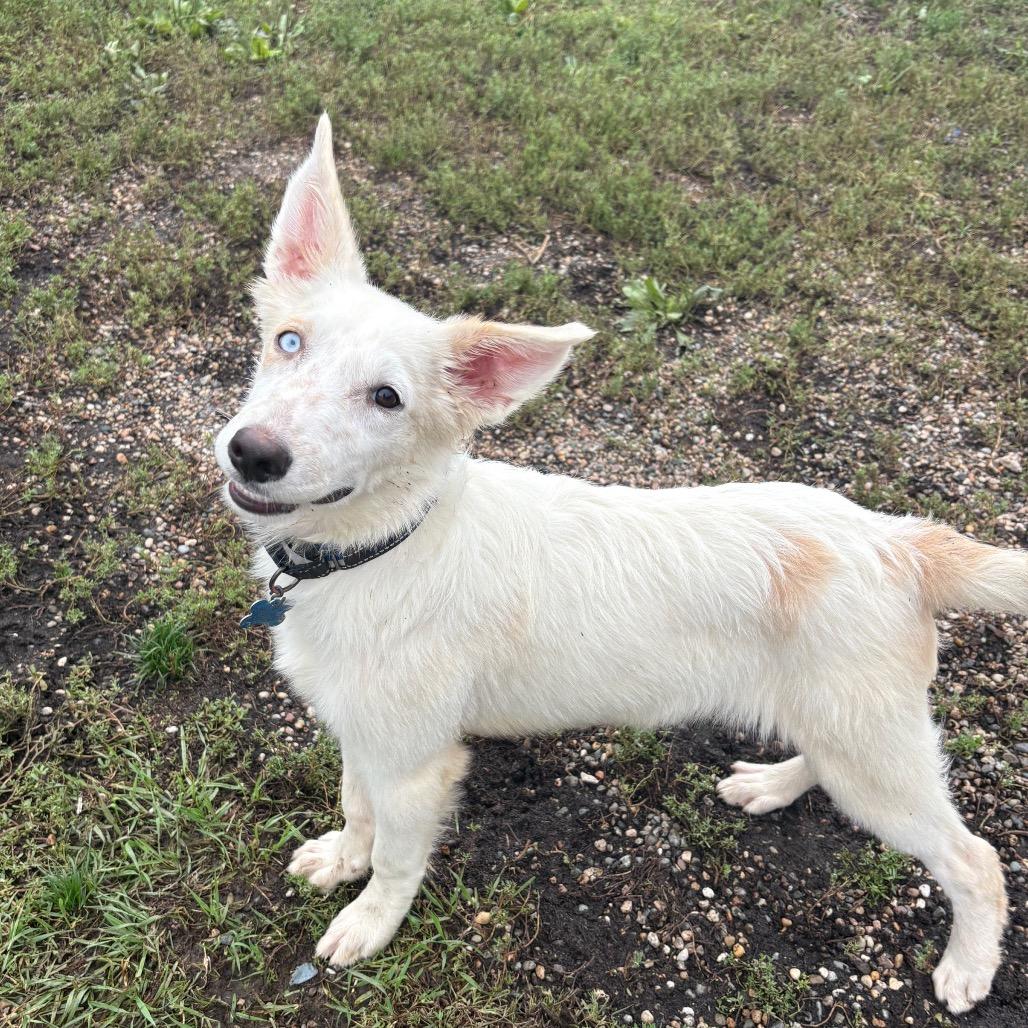 Enlarge Isaac, a Adoptable mixed breed in West Des Moines, IA image 5/6