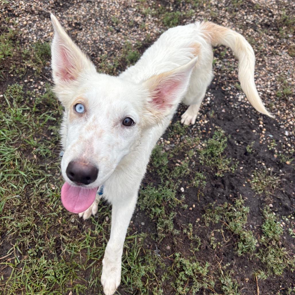 Enlarge Isaac, a Adoptable mixed breed in West Des Moines, IA image 6/6